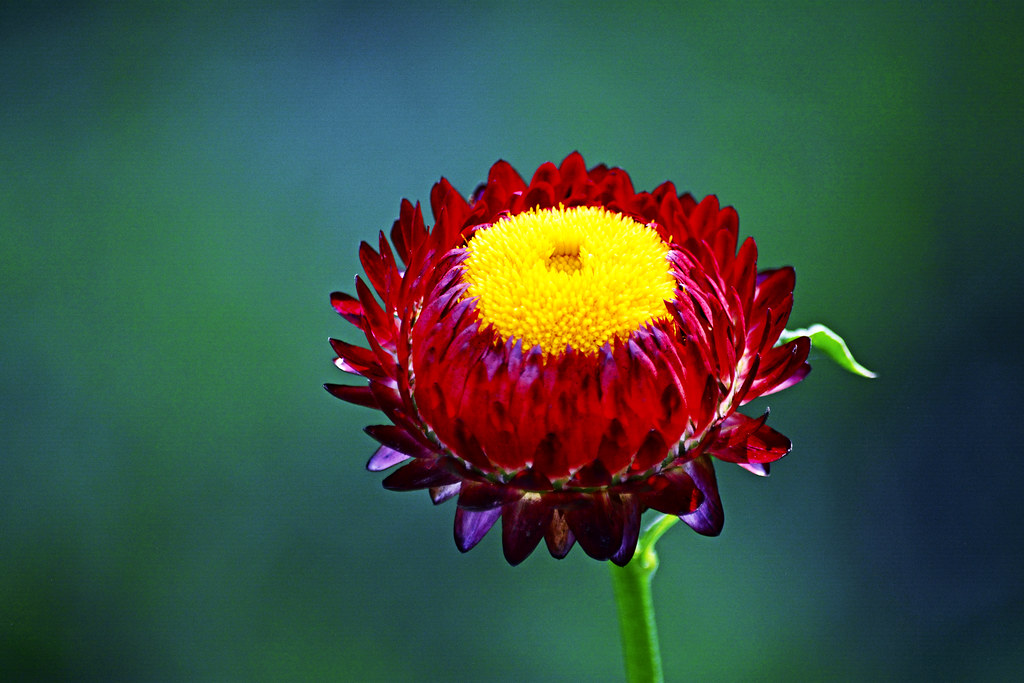 Strawflower season rachel.roze Flickr