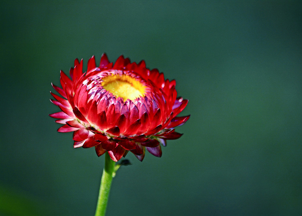 Strawflower season rachel.roze Flickr