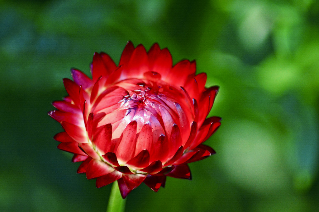 Strawflower season rachel.roze Flickr