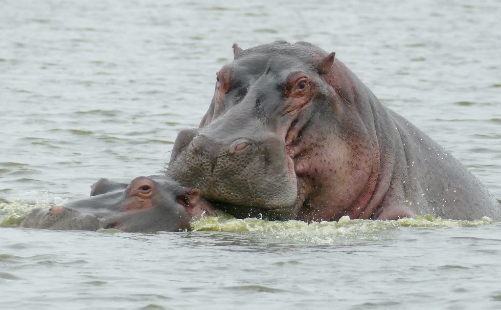 7 Animals With Sex Lives That Make Humans Look Vanilla
