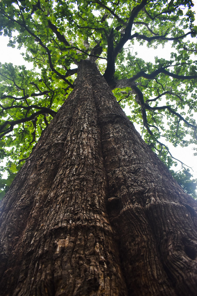 Kannimara teak parambikulam tiger reserve Devika M B Flickr