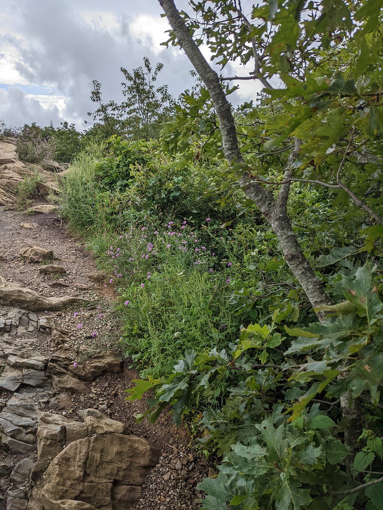 Shenandoah or Skyline Drive. Hawksbill Gap Trail. barmos38 Flickr