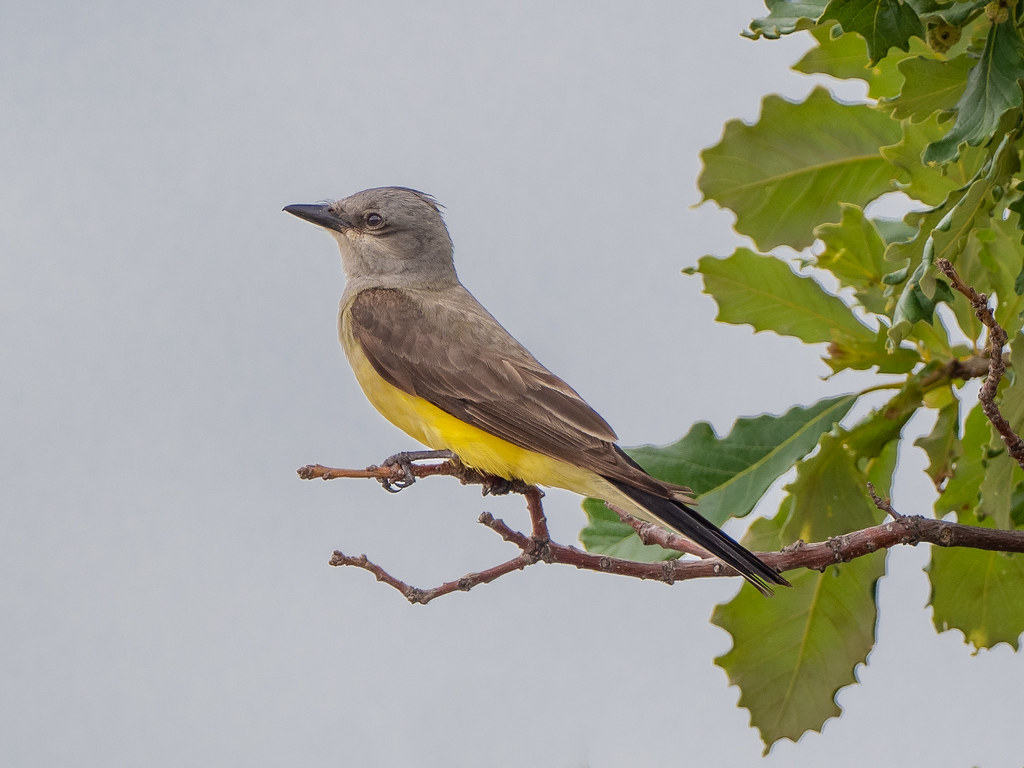 Western King Bird Lincoln, Nebraska I hardly ever see thes… Flickr