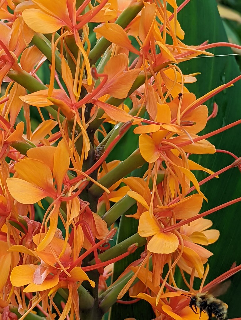 Floral beauty Tall flower June Mcinerney Flickr