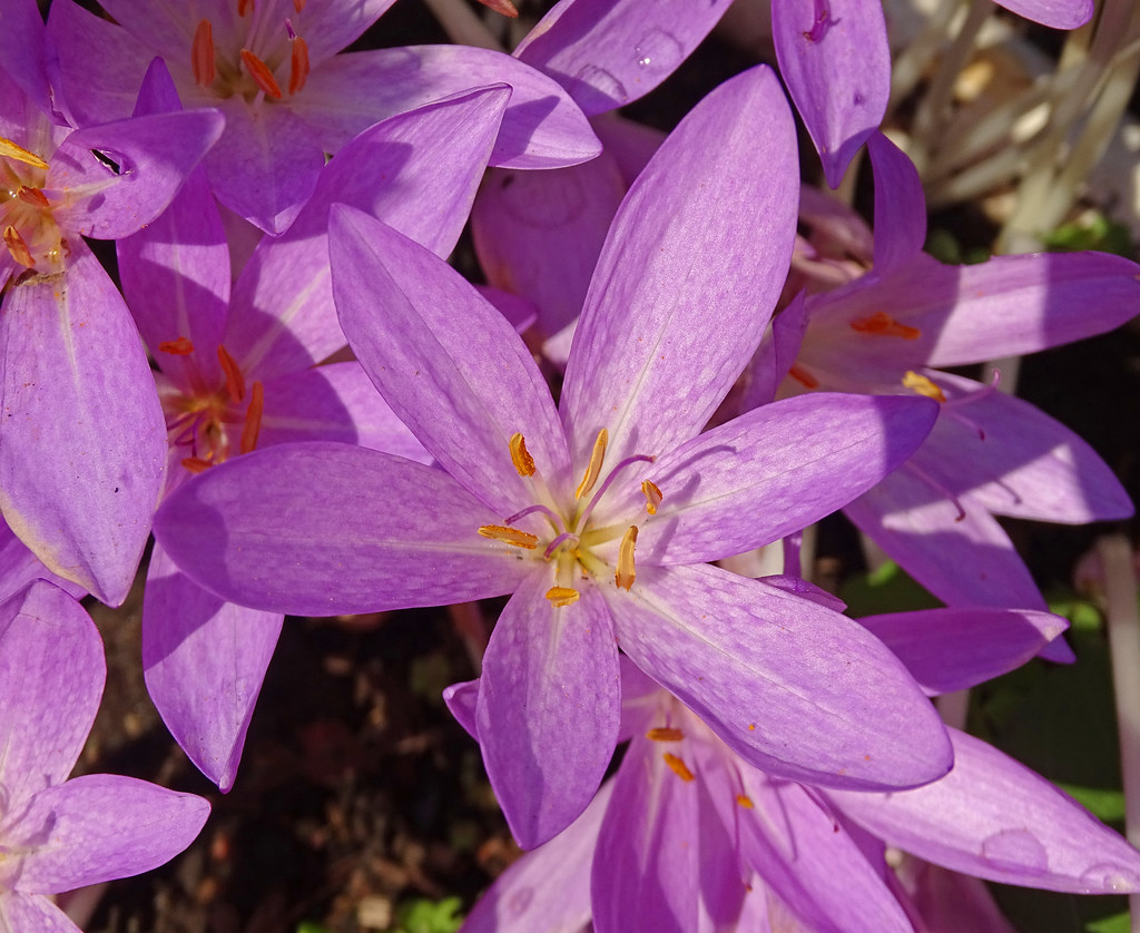 Pink flowers Some pink flowers I photographed at a propert… Flickr