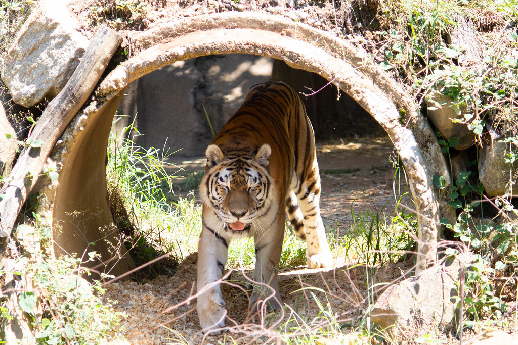 Riverbanks Zoo Tiger Monica Wellman Flickr