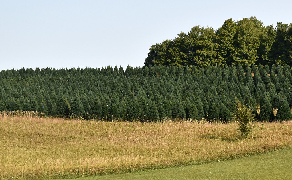 2022 09 09 Christmas Trees Michigan is a state of many dif… Flickr