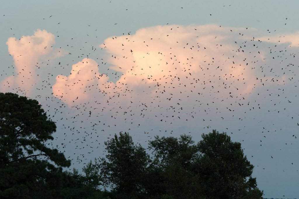Purple Martins Over Lake Murray Tim Cassidy Flickr