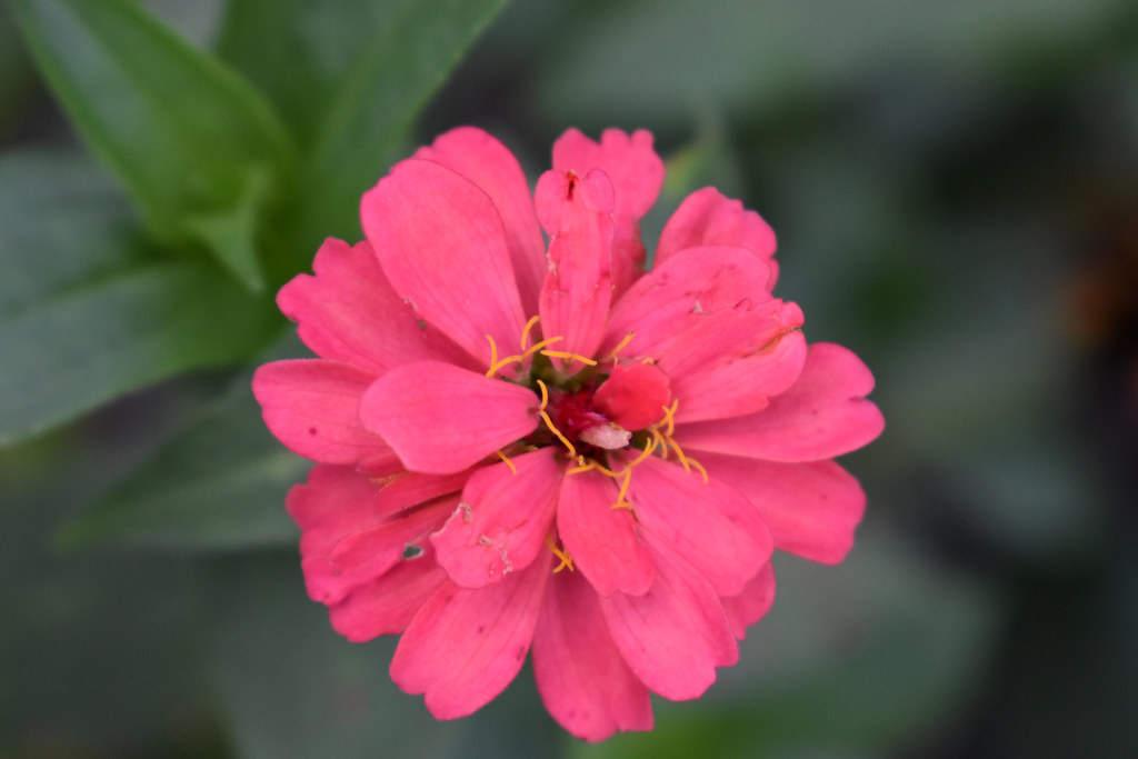 Pink Zinnia Blossom. The zinnias my wife planted in her fl… Flickr