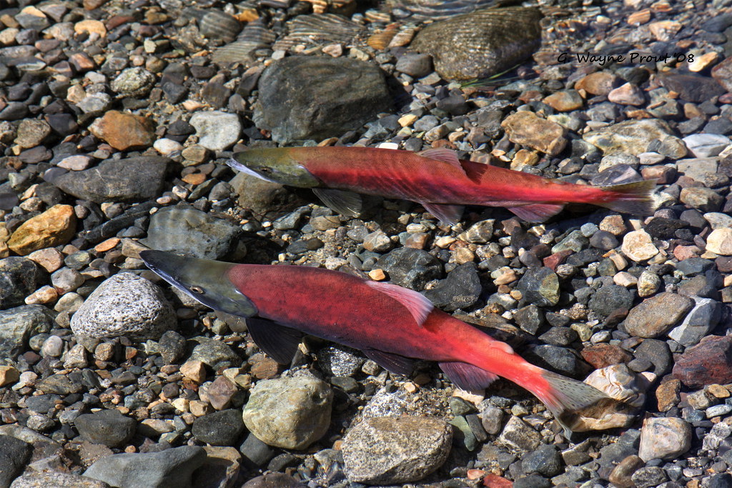Kokanee Salmon Flickr