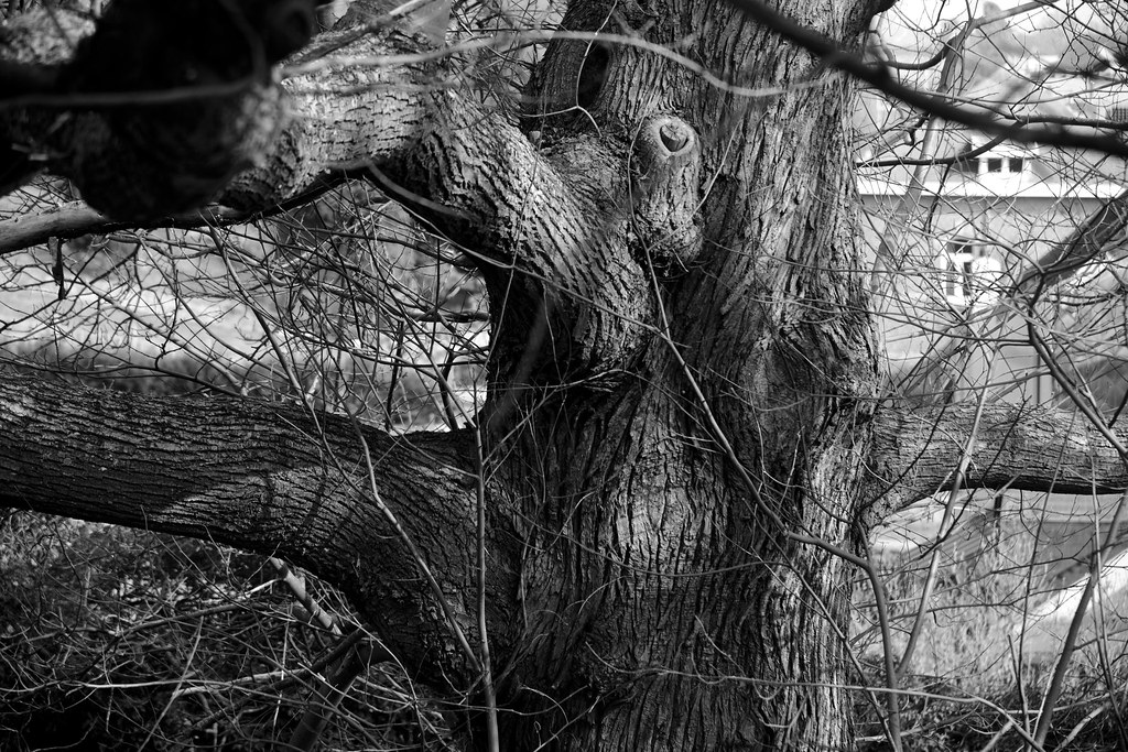 Le châtaignier Boula Matari Flickr