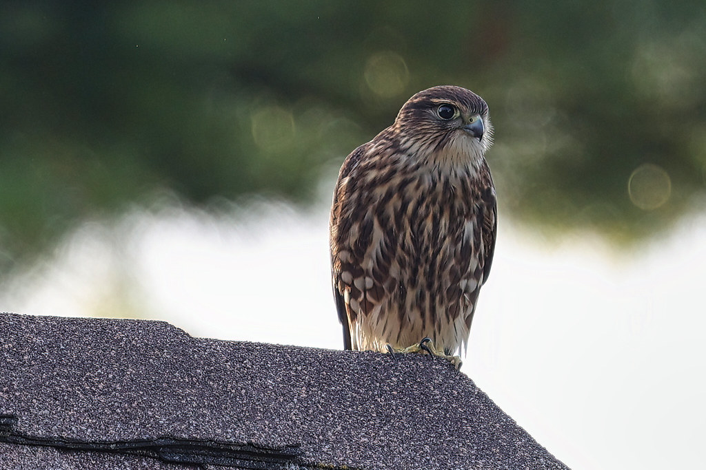 2022.09.06 Merlin, Ottawa, Ontario, Canada Flickr