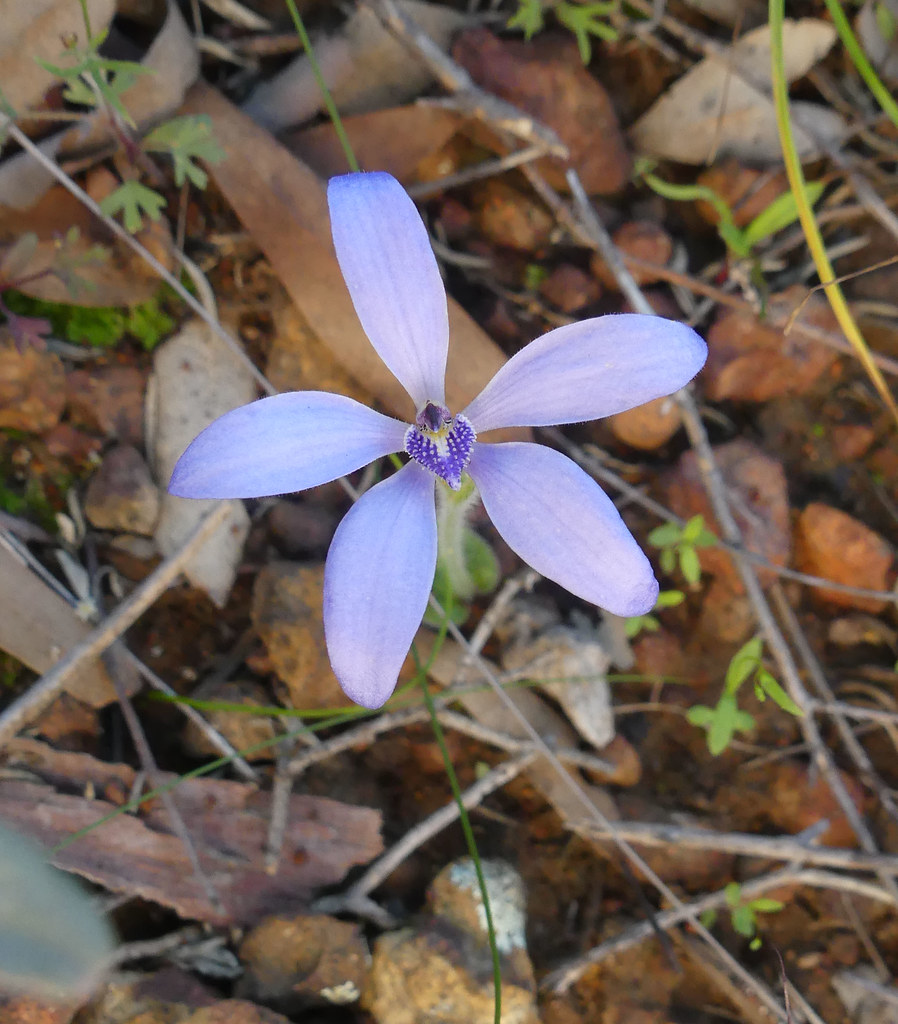 Blue China Orchid Cyanicula gemmata Some had a pure whit… Flickr