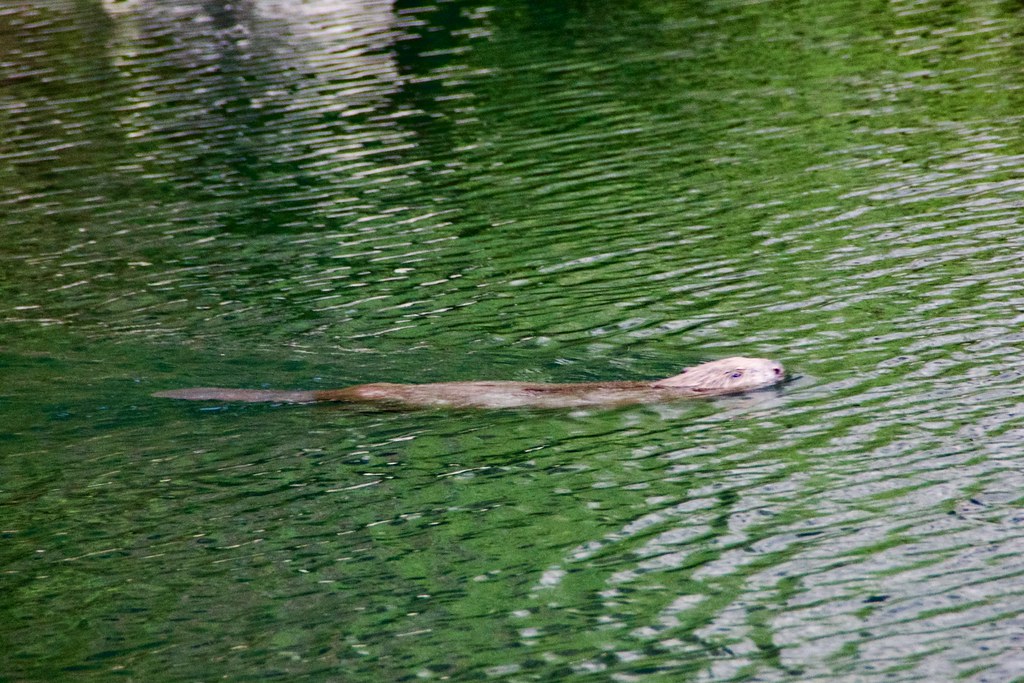 Castor de la Cèze Sur la plage de la Sablière Daniel Flickr