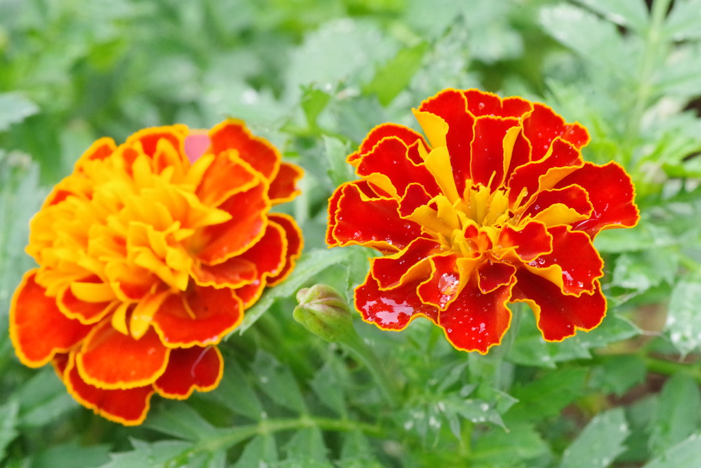 African Marigold after Rain Weed and Poisonous Flickr