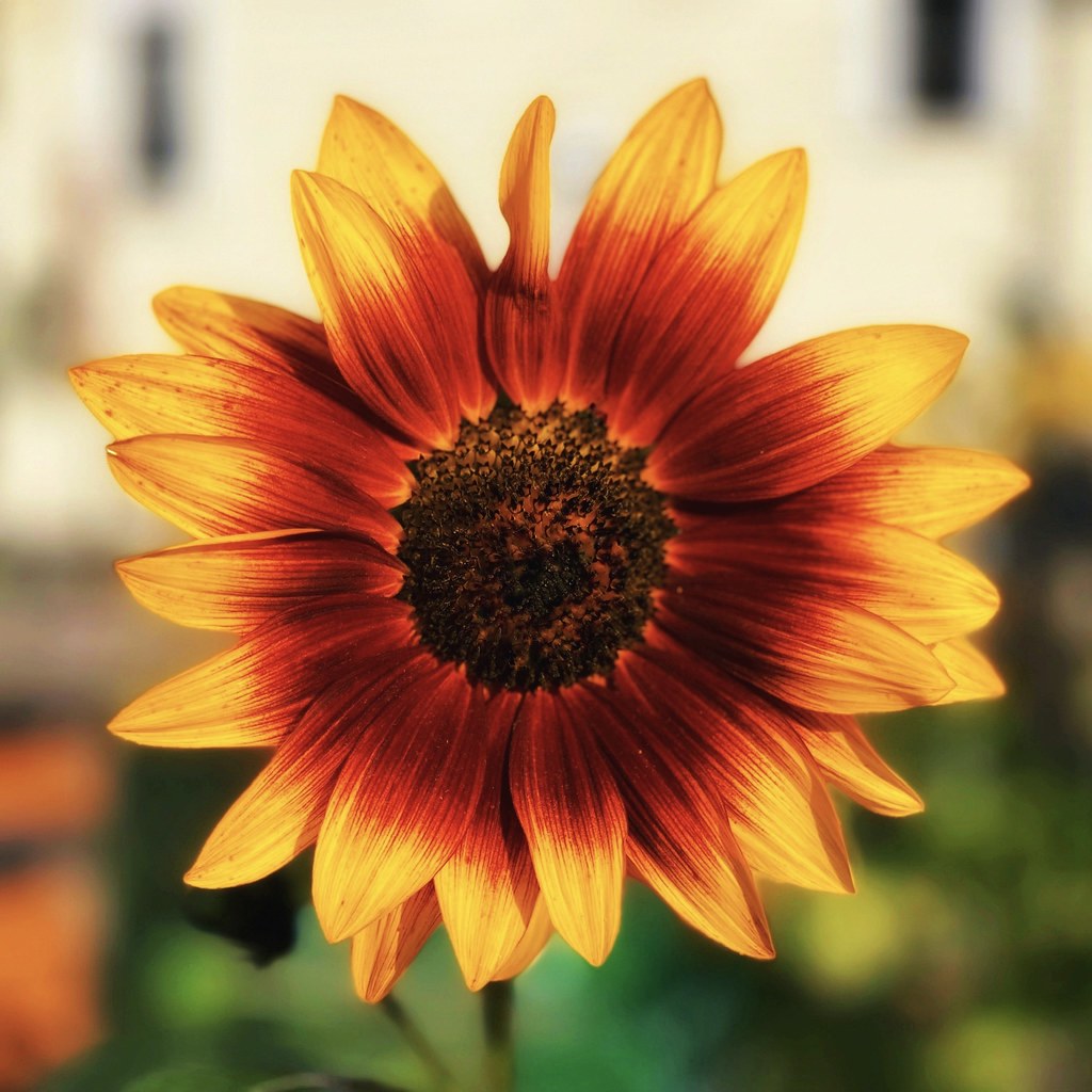 Sun in a Flower Morning Sun on a Fall Flower D Naughton Flickr