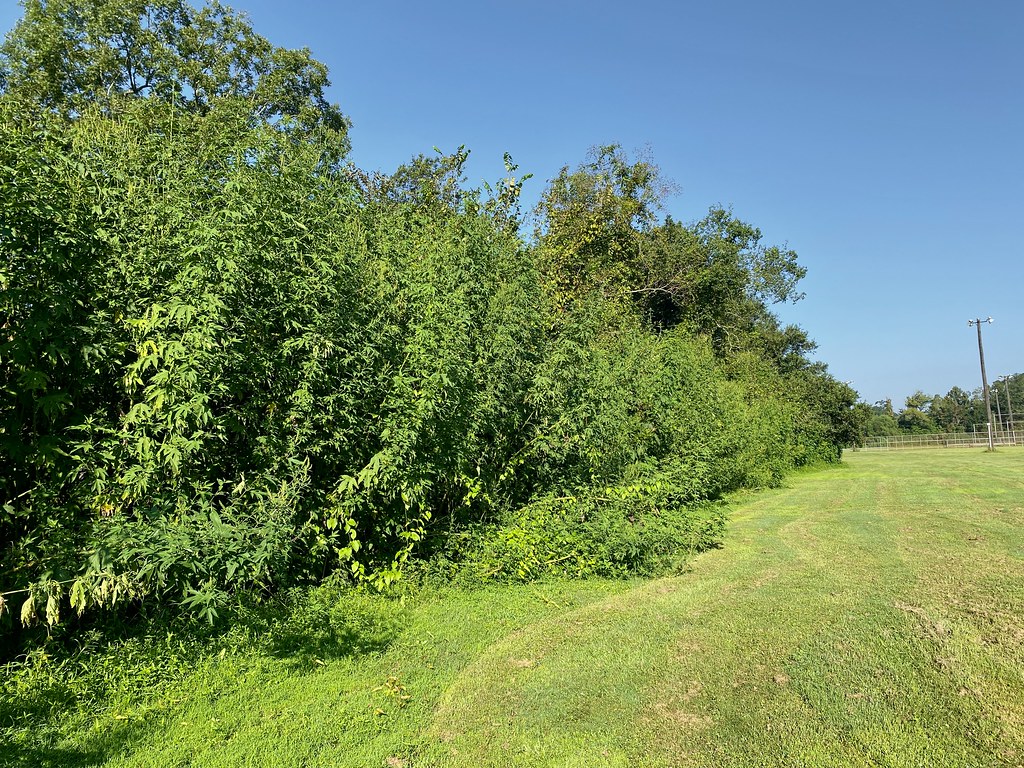 Highland Road Park Habitat shot for eBird list Van Remsen Flickr