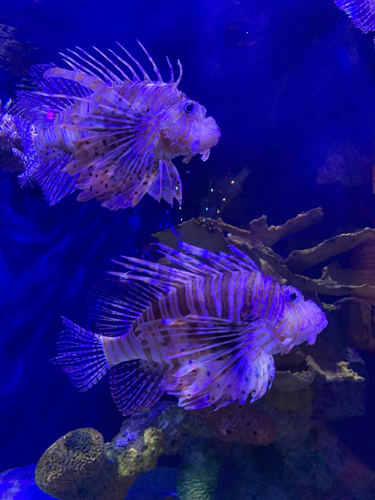 Adventure Aquarium, New Jersey Angie Underwood Flickr