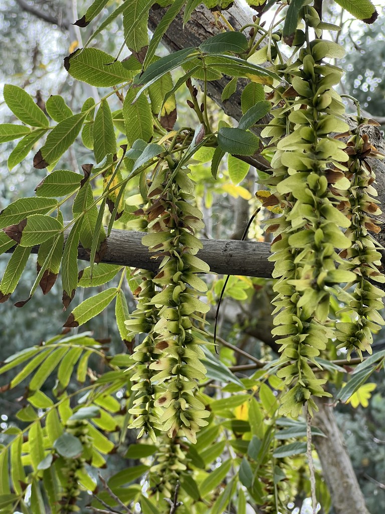 Chinese Wingnut Dana L. Brown Flickr
