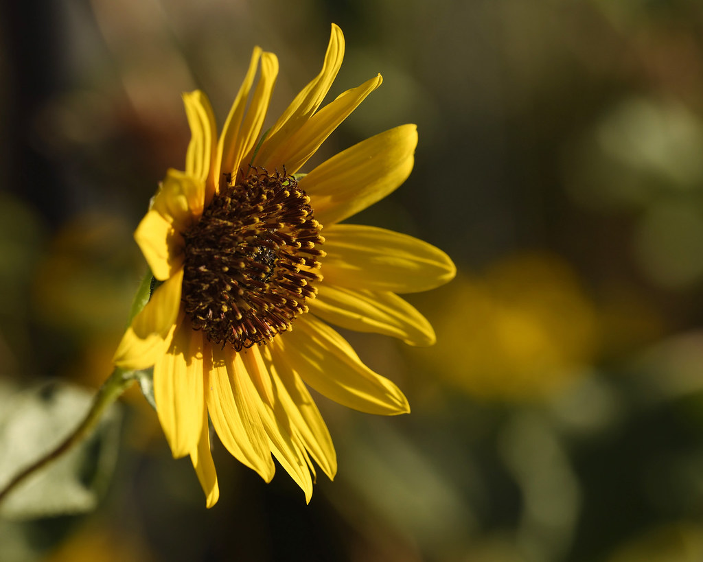 Sunflower Native sunflowers blooming Mike Stoy Flickr