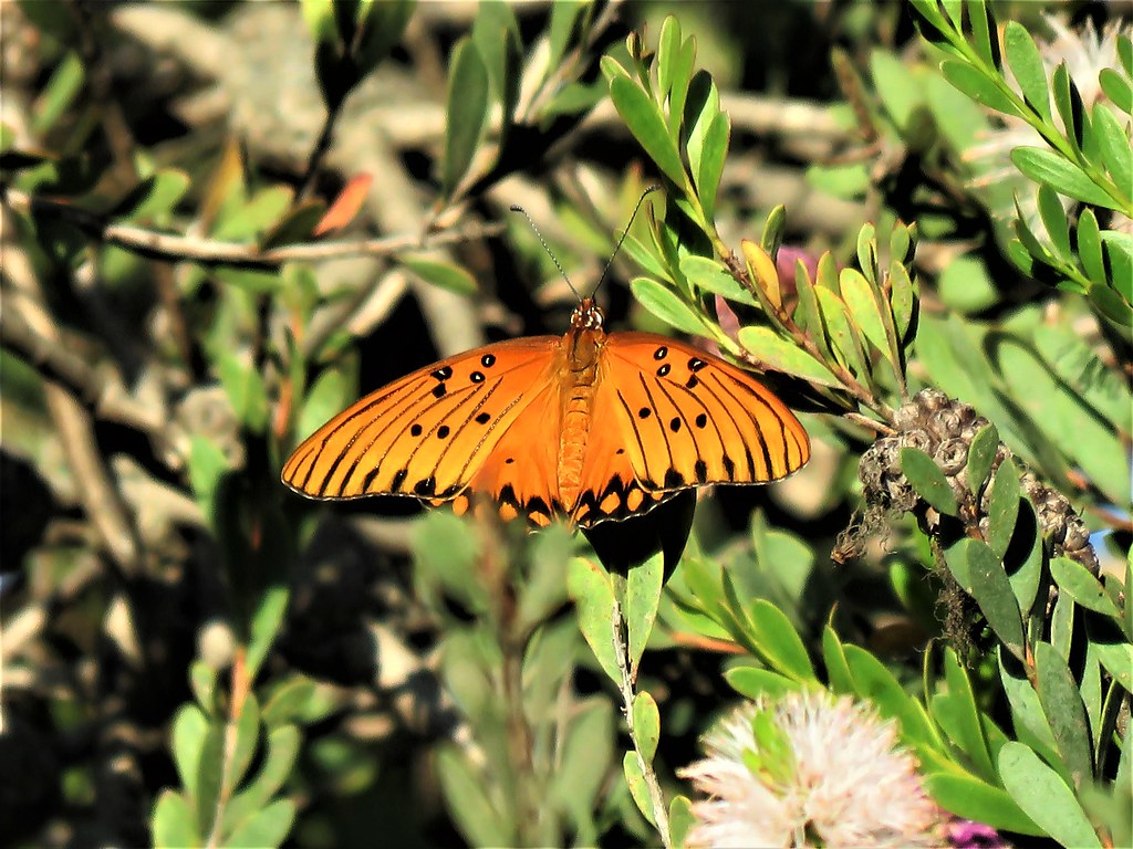 Gulf Fritillary Woodlawn In Showy Honey Myrtle. Other bu… Flickr