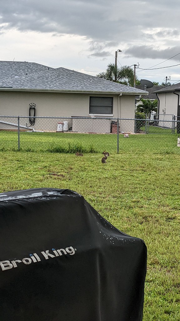 Brown Rabbits Cape Cor Brown Rabbits outside our home in C… Flickr