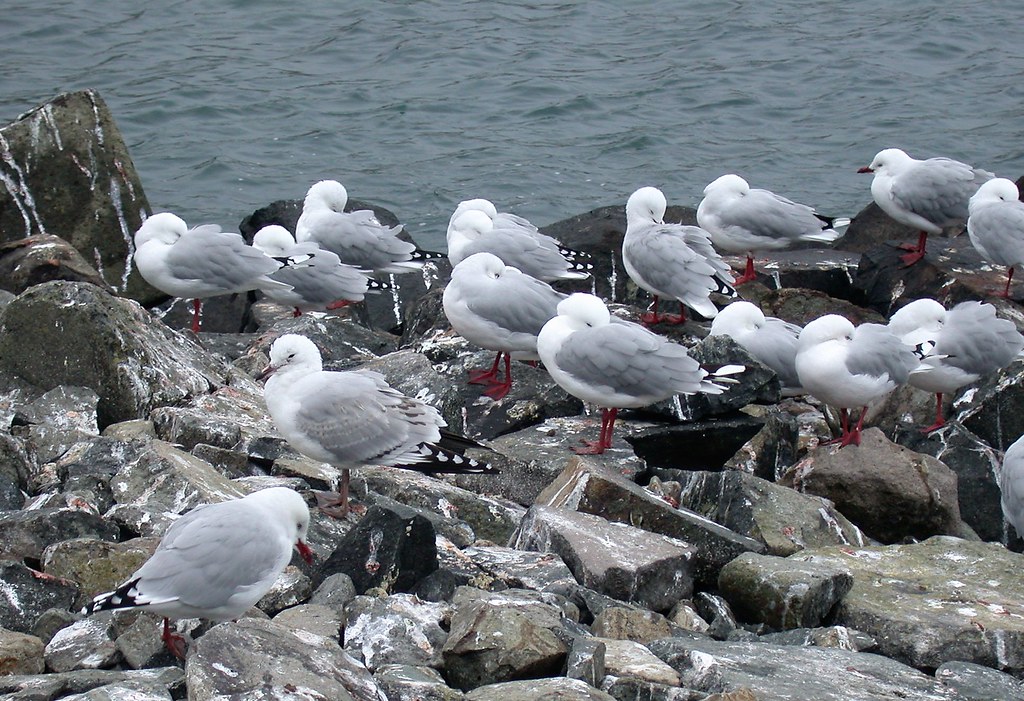RedBilled Gulls New Zealand john w wyberton Flickr