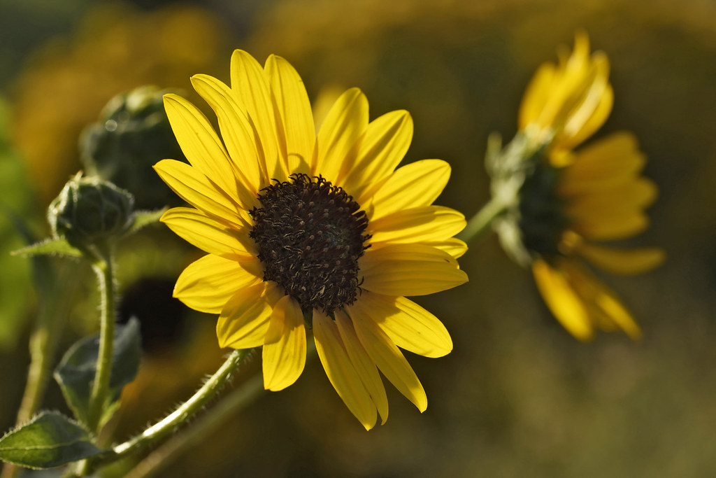 Sunflower Native sunflowers blooming Mike Stoy Flickr