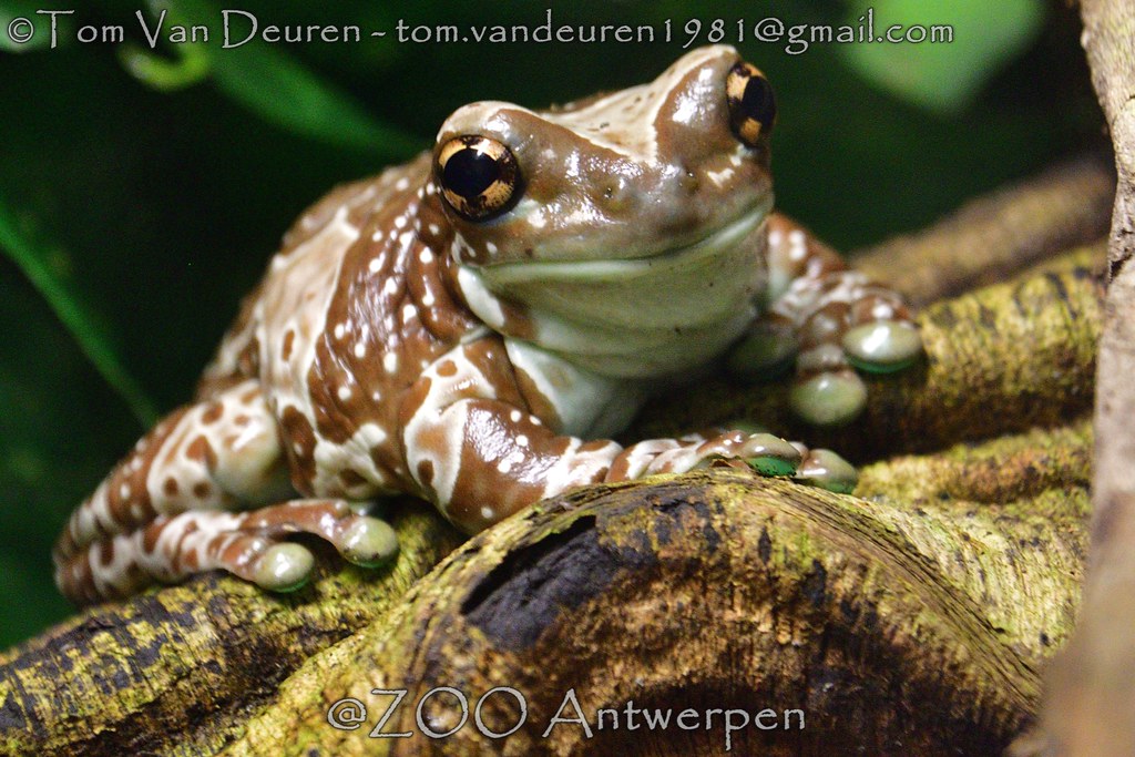 Melkkikker Phrynohyas resinifictrix Amazon Milk Frog a photo on