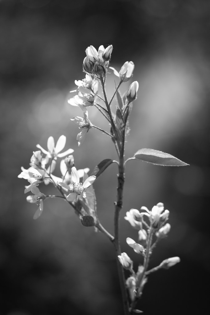 Black and White Une petite photo de nature en noir et blan… Flickr