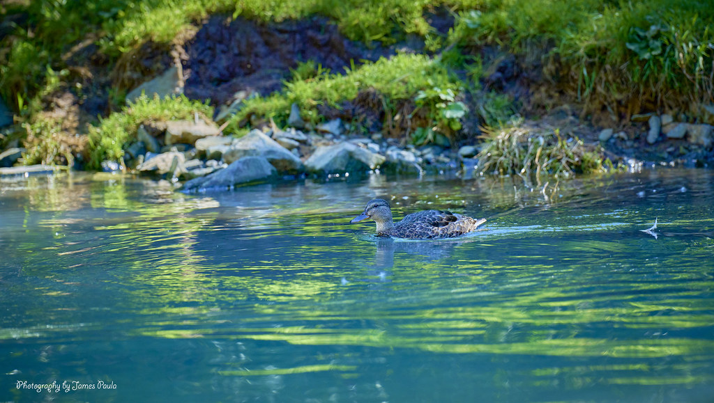 202208 Alaska tour Wolverine Creek Clark National Park Jim Paula