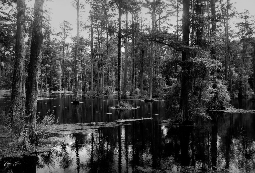 Cypress Gardens B&W Cypress Gardens, South Carolina is a b… Flickr