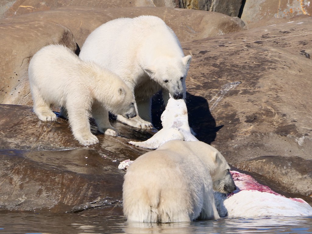 Polar Bears and Beluga Whale Bill Sidey Flickr
