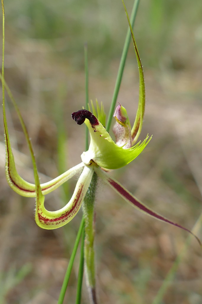 Pterostylis falcata Green Spider Orchid Borden Afton's Flickr