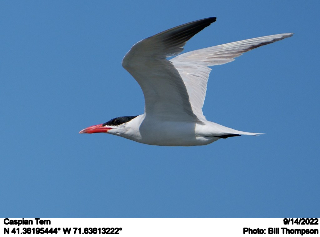 Caspian Tern Caspian Tern photographed at the tidal flats … Flickr