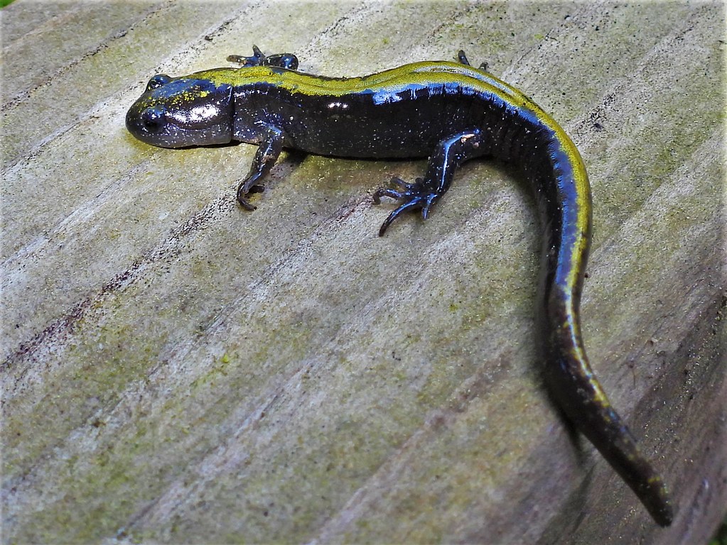 Longtoed Salamander A Longtoed Salamander (Ambystoma mac… Flickr