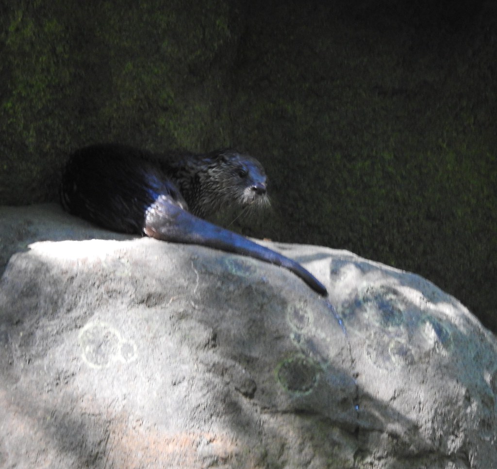 River otter The Maryland Zoo in Baltimore Andrew King Flickr