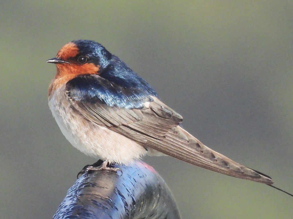 DSCN1984 Lots of swallows around at the moment Thanks fo… Flickr