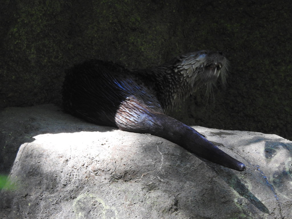 River otter The Maryland Zoo in Baltimore Andrew King Flickr