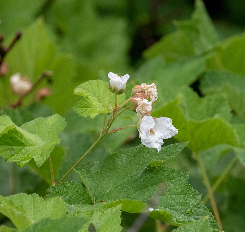 Rubus parviflorus 1 (Thimbleberry) Daniel Fitzgerald Flickr