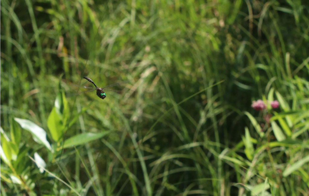 Hines emerald dragonfly Mud Lake, Door County, WI Flickr