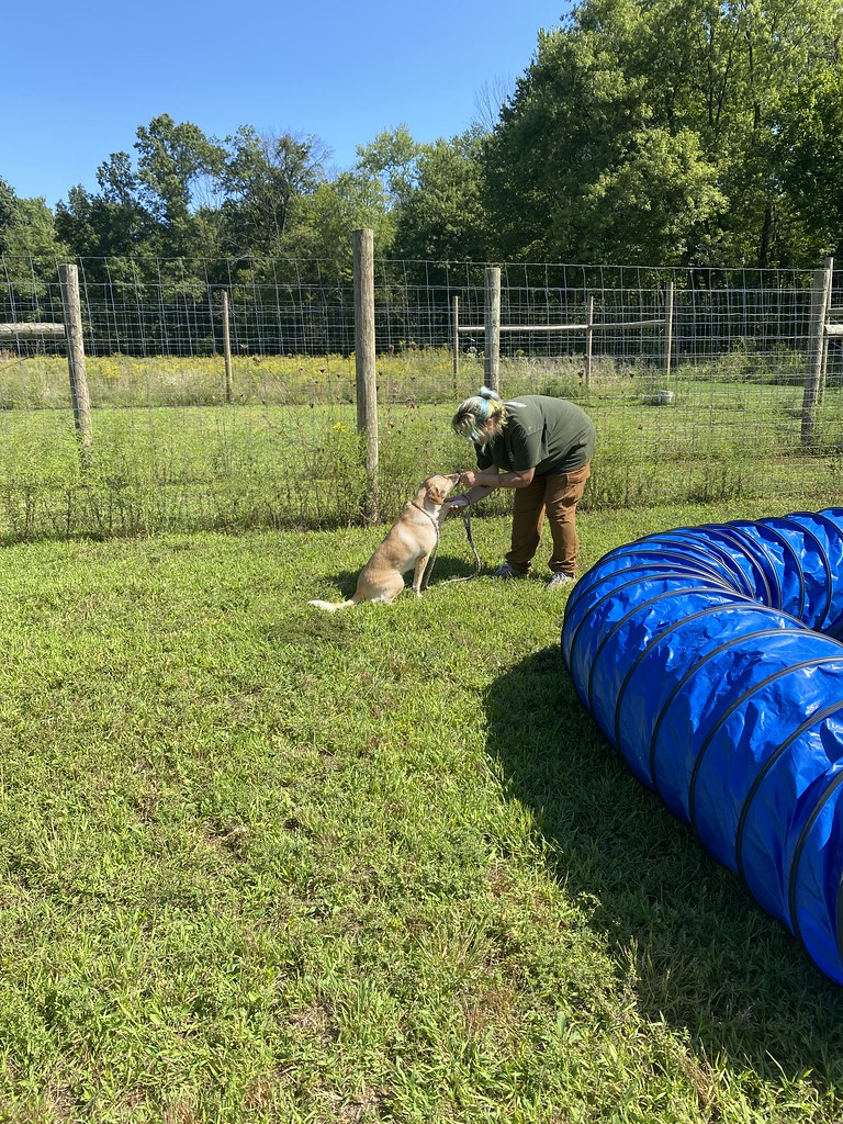 Untitled Holiday House Pet Resort and Training Center Flickr