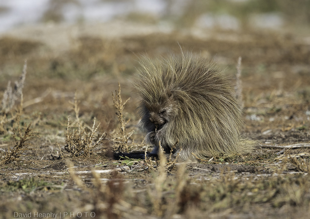 Little porcupine foraging in the Badlands of South Dakota Flickr