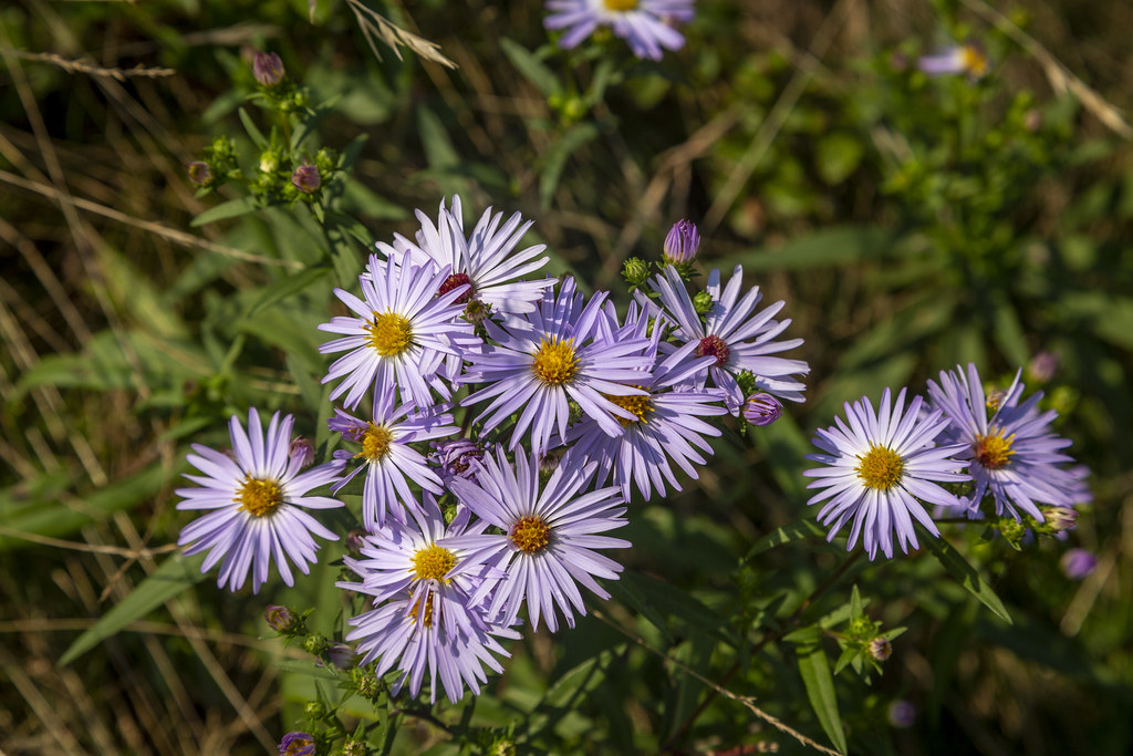 Wildflowers Otter Creek Maine Wildflowers in Acadia Na… Flickr