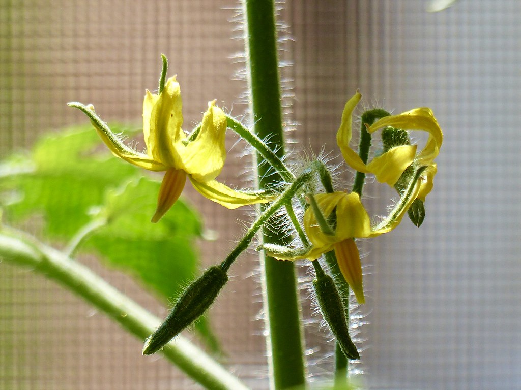 529. Tomato plant flowers in our little vegetable garden !… Flickr