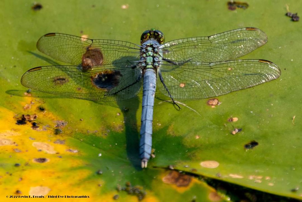 Dragonfly Dragonfly, Point Pelee National Park Kevin Proulx Flickr