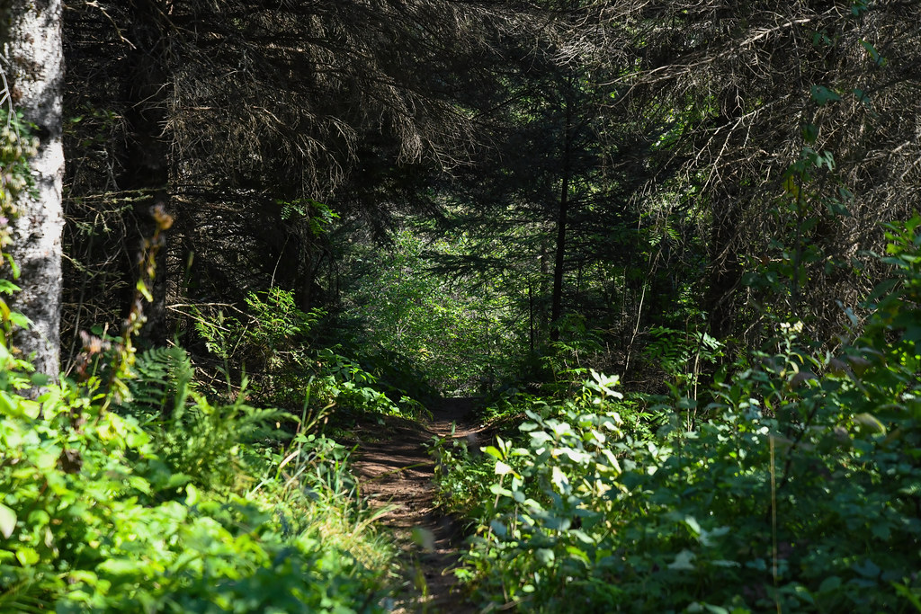 Windigo trail; Windigo, Isle Royale National Park, MI 0165… Flickr