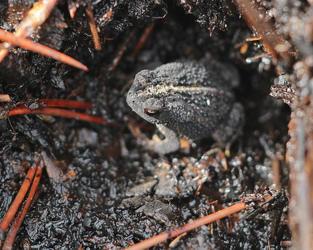 Oak Toad (Anaxyrus quercicus) Salt Lake Wildlife Managemen… Flickr