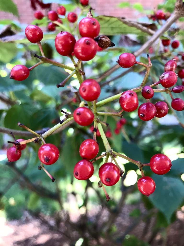 Red berries Linden viburnum? hansntareen Flickr