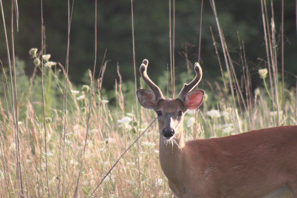 Deer in Afternoon Sunlight Sydney Tucker Flickr